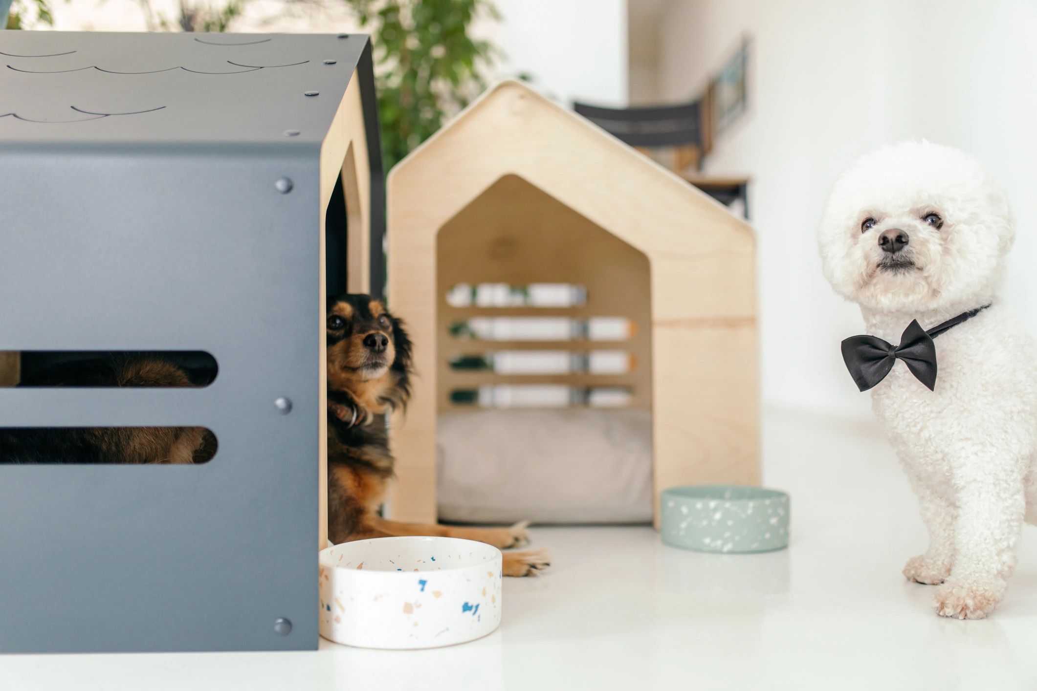 Ceramic Dog Bowl