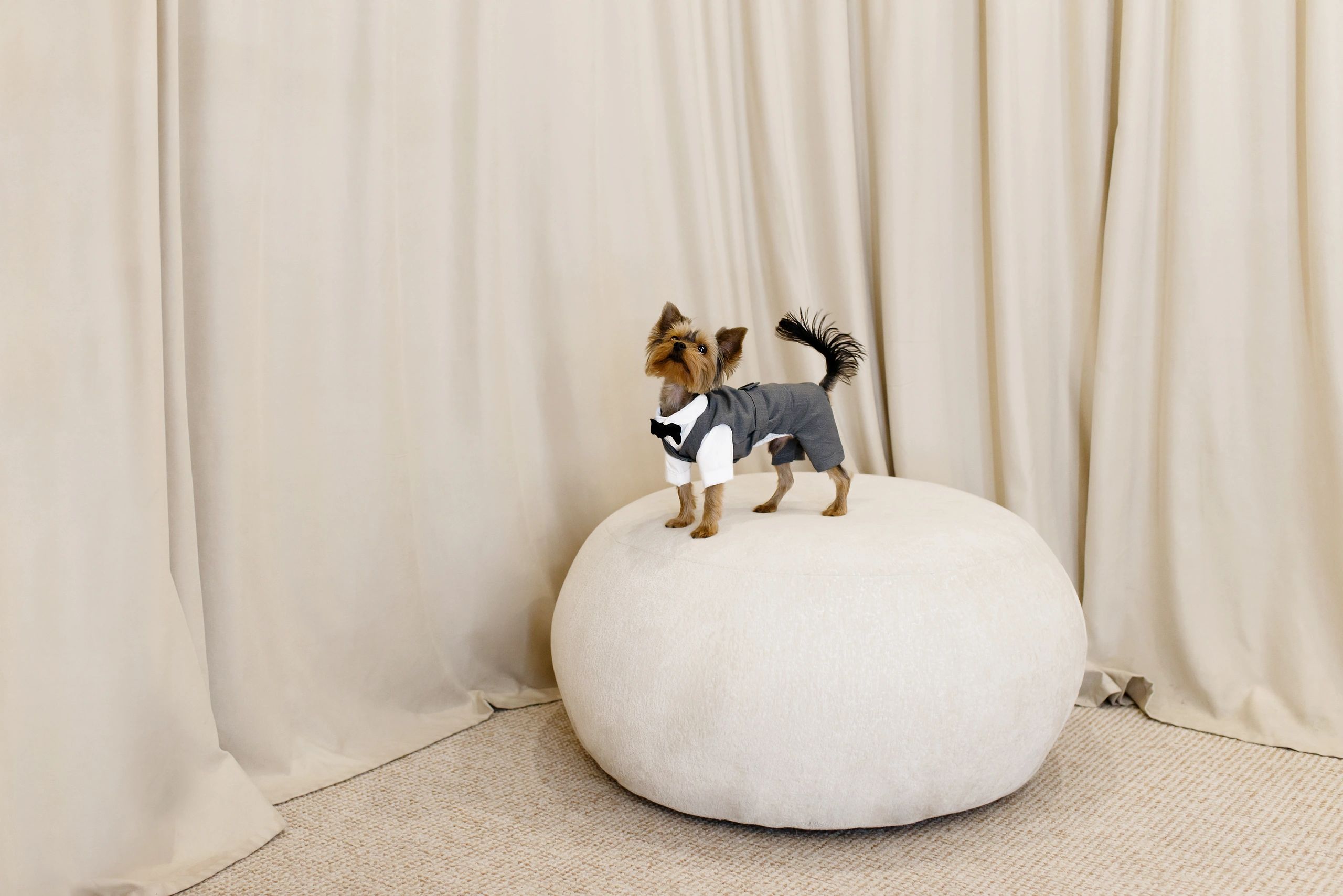 Dog Harness