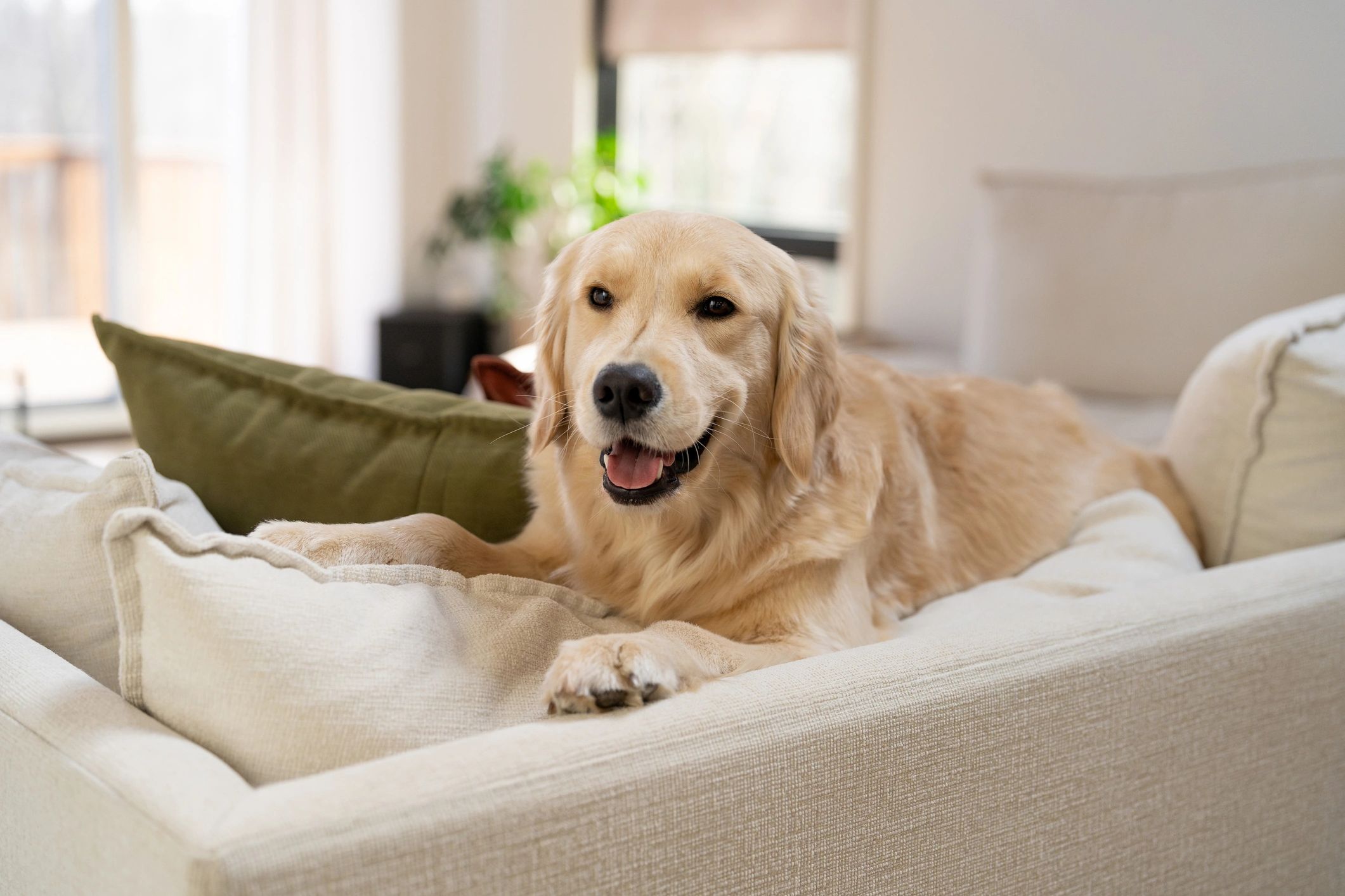 Neutral-toned dog lounging in a modern living room